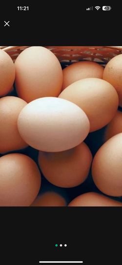 Eggs