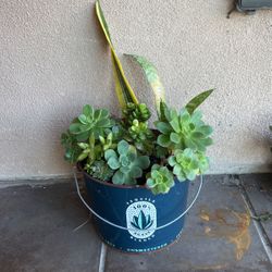 succulents in tequila bucket