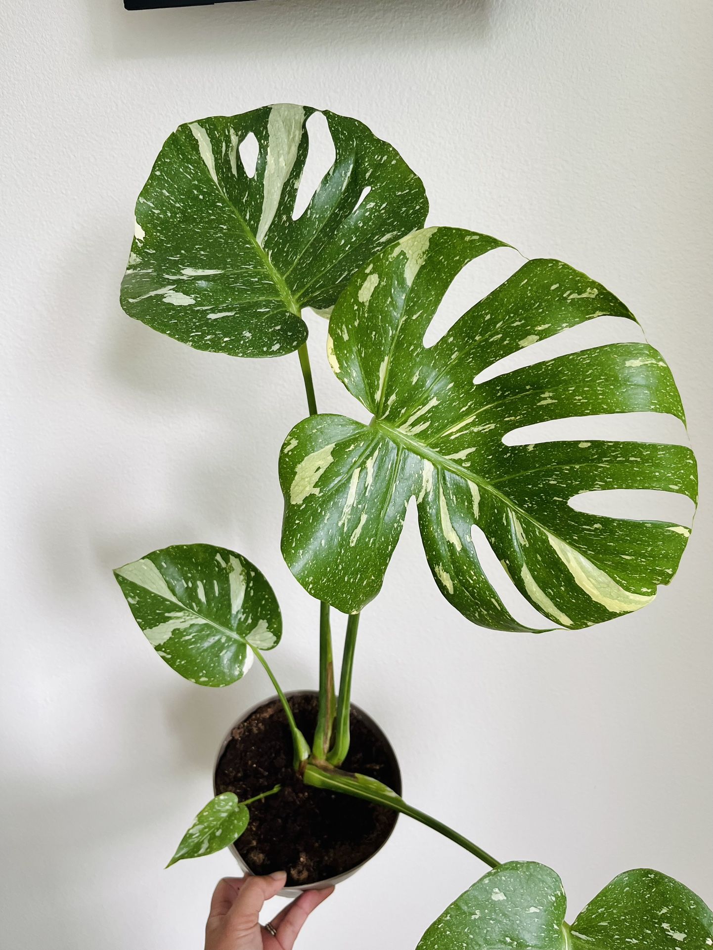 Monstera Thai Constellation 🌿✨