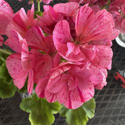 ZONAL GERANIUM