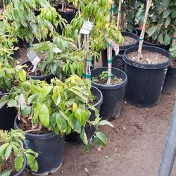 Lychee Trees