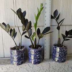 Raven Zz plants