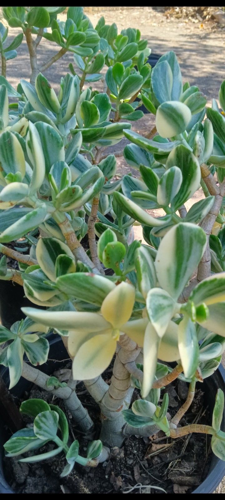 Jade Variegated Plant