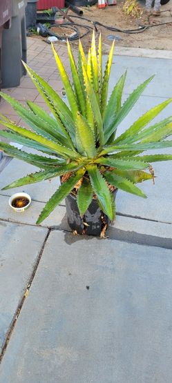 Agave Plant 