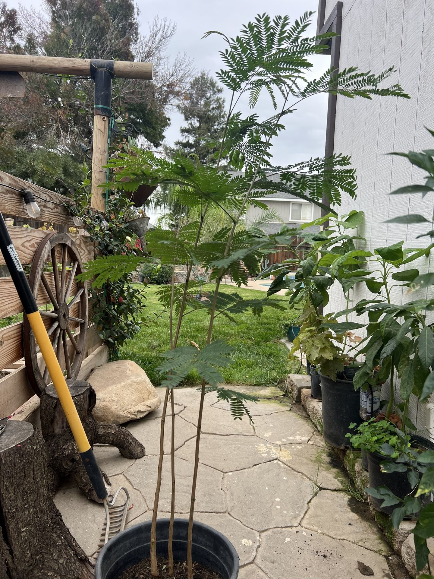 Tres Plantas De Guajes