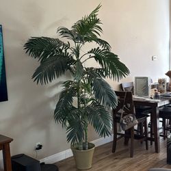 Silk Palm Tree 7+ ft. tall
