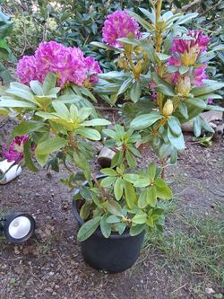 Rhodadendron