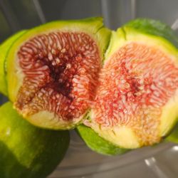 Desert King Figs For Sale