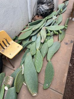 Nopal cactus
