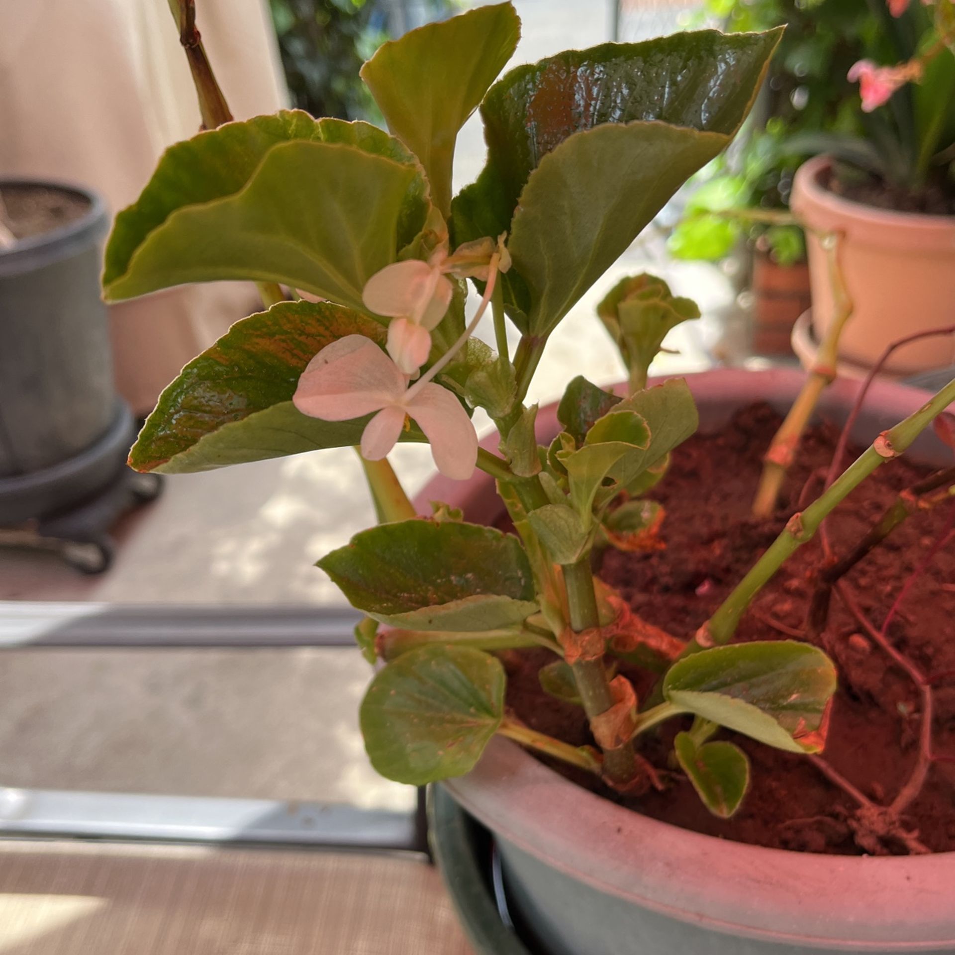 Dicot Plant In A Pot Decorative Green Plant 