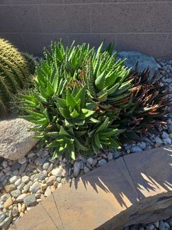 Aloe 