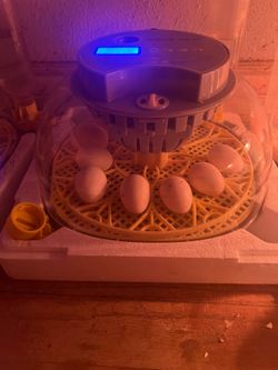 Kikirikis/bantams