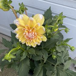 Dahlia Blooming Outdoor Sun Plant, In 5 Gallons Pot Pick Up Only