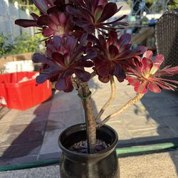 Succulent