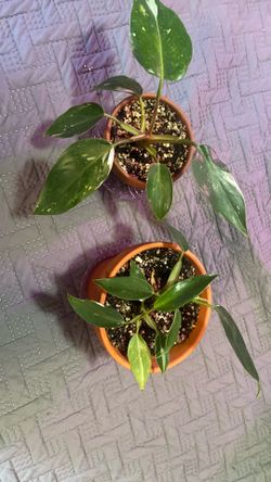 Small White Wizards