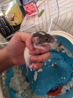 Female Pet rats carrier and supplies