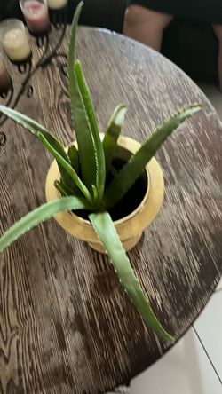 Aloe vera plant.