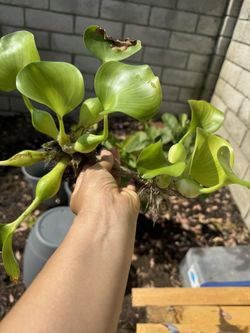 Plants