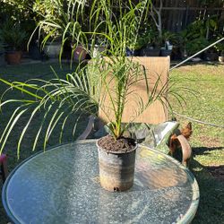 palma rabolin O pimi