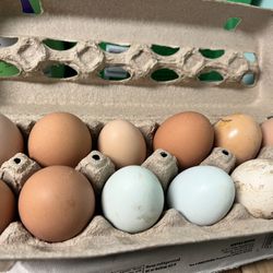 Fresh Eggs 