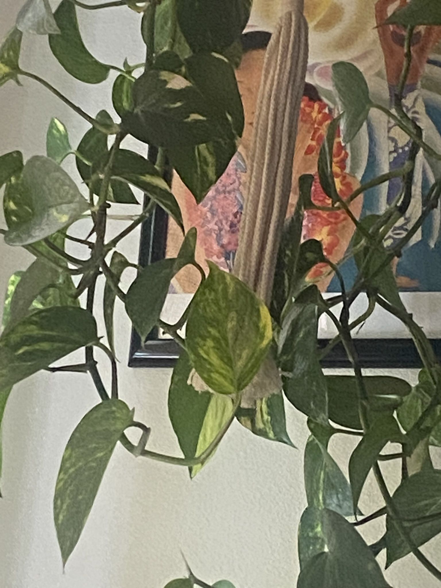 Marble Trailing Pathos Plant
