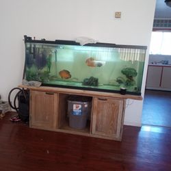 110 Gallon Fish Tank And Stand 
