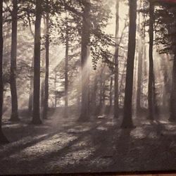 Wall Art - Wrapped Canvas - Black/ White Forest