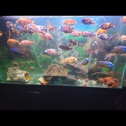 Fish Tank 🐟 Filter 