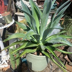 Fox Tail Plant Healthy.