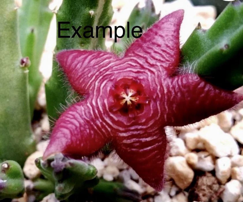 Cactus Stapelia Scitula Paniculata, Huernia Stapelia Orbea,