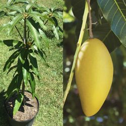 Mallika Dwarf Mango Trees 7gal 