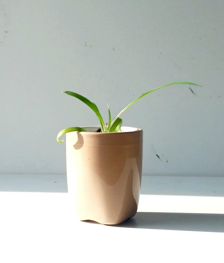 Global Green Spider Plant/ Indoor Plant/ House Plant Flower Patio Garden