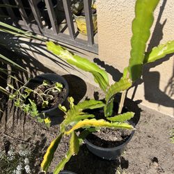 Dragon fruit 