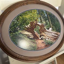 Large Oval framed national park tree photo 20.5x26.5