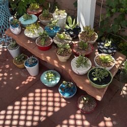 Succulents In Small Pots