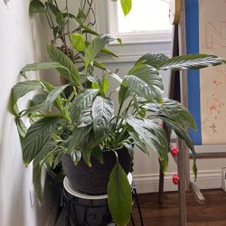 Indoor Plants 