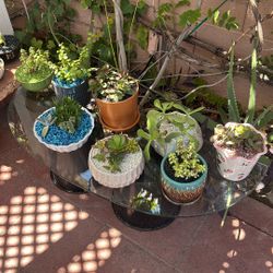 Succulents In Glazed Pots