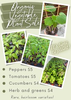 Vegetable Plant Sale