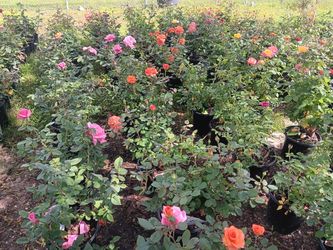 Rosas
