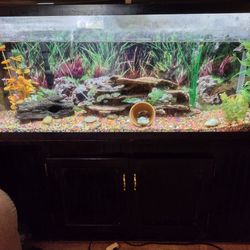 55 Gal Fish Tank Stand Whole Set Up 