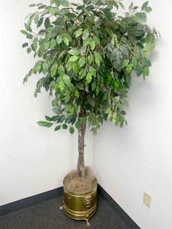 Plant