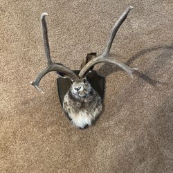 Real Life Jackalope - Caught In The Wild 