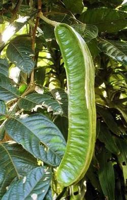 Pepeto tree. Tree plant. Planta