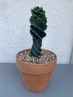 Spiral Cactus