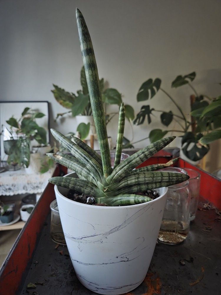 RARE starfish snake plant
