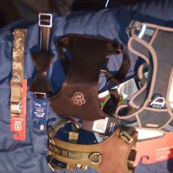 Dog Collars And Haness
