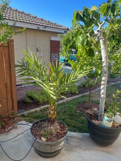 Dates tree