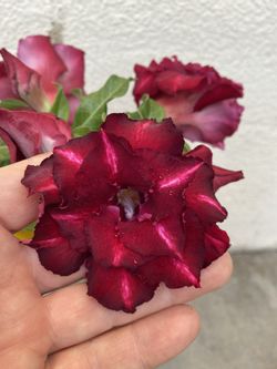 Ademnium Desert Rose Bonsái Plant, Os Flowering Doubles Flowers Grower Pot (1 Gallon Pick Up In City Of Whittier
