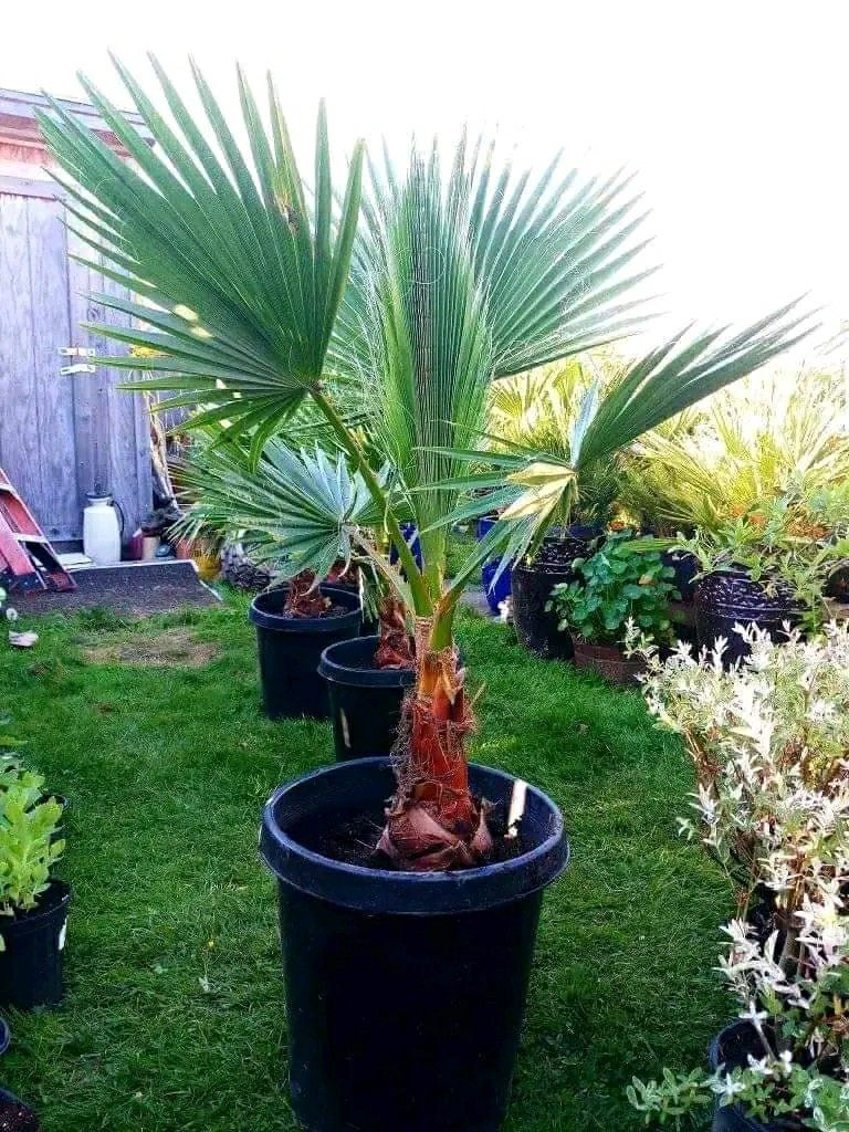 Beautiful Windmill Palm 🌴 