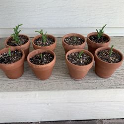 Succulent Crassula Muscosa